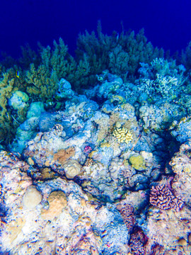 帕劳海底大断层软硬珊瑚