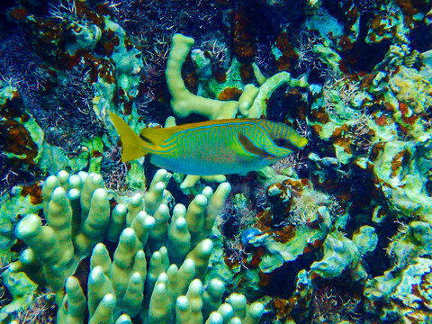 帕劳海底大断层软硬珊瑚