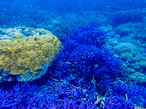 帕劳蓝色珊瑚礁鹿角珊瑚