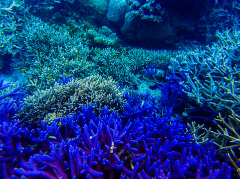 帕劳蓝色珊瑚礁鹿角珊瑚