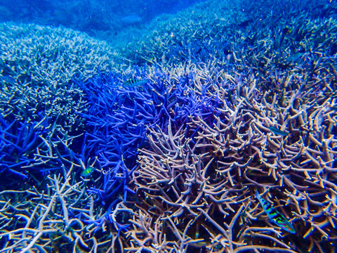 珊瑚礁海底世界
