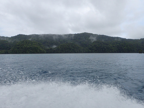 帕劳鲸鱼岛