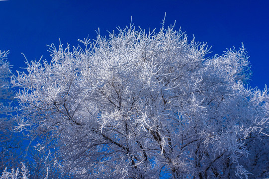 雾凇雪景