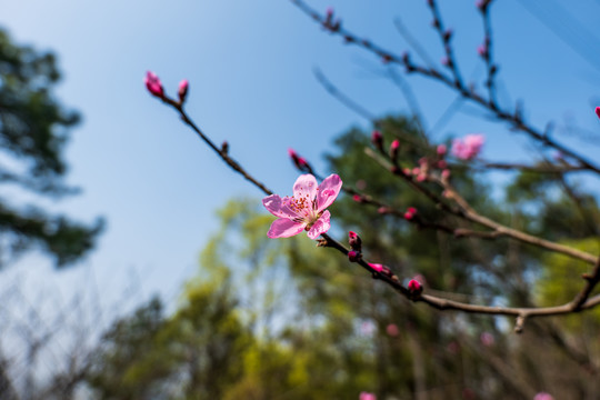 桃花