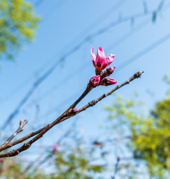 桃花
