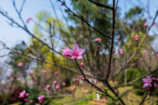 桃花高清图片