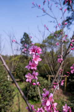 粉色桃花