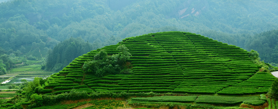 茶山