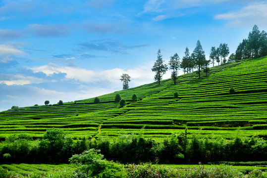 茶山摄影