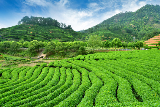 山下的茶园