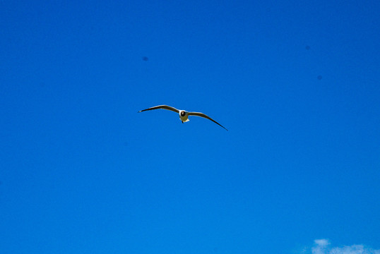 海鸥