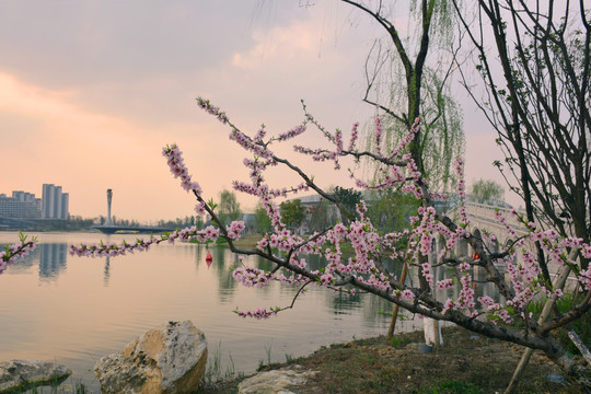 成都东安湖桃李龙泉景点的桃花