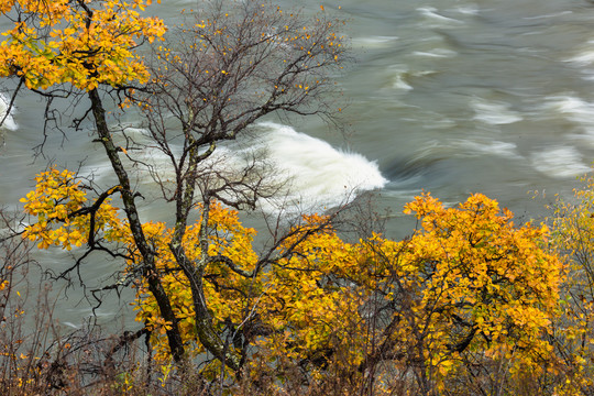 秋季河边黄叶树