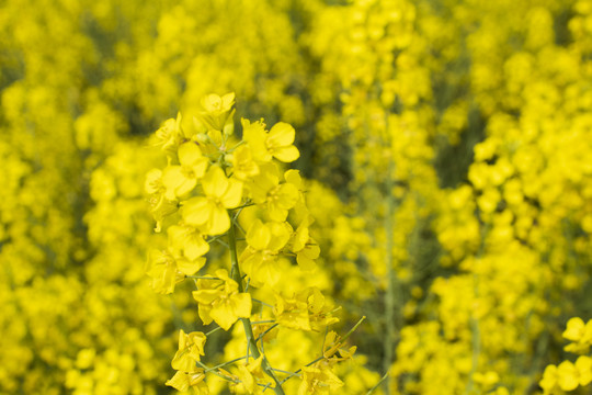 油菜花