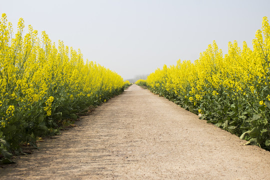 油菜花道路