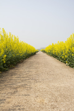 油菜花道路