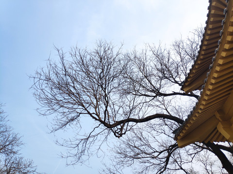 仰拍树枝