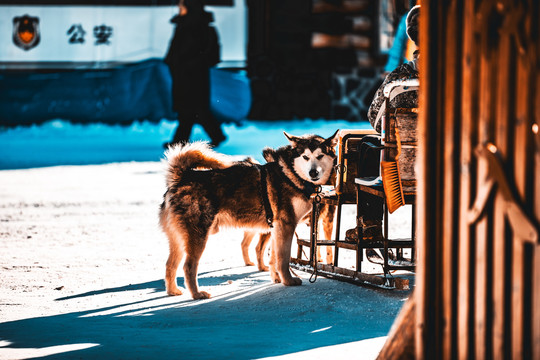 中国吉林雪乡雪橇犬