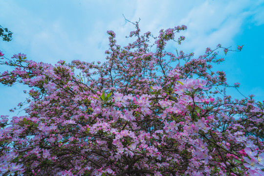 海棠花