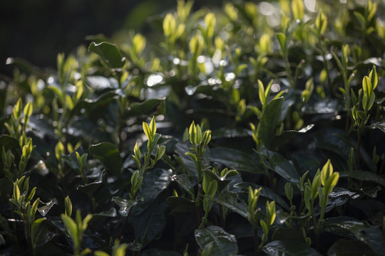 杭州西湖龙井茶春雨春茶嫩芽