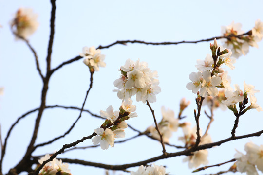 樱花