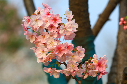 樱花特写