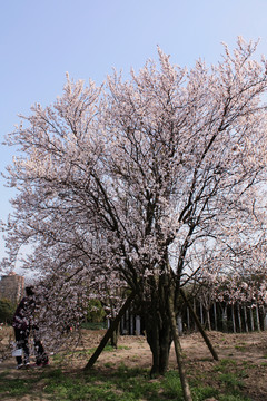 紫叶李