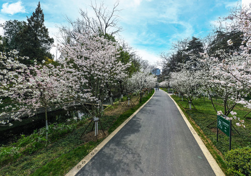 樱花