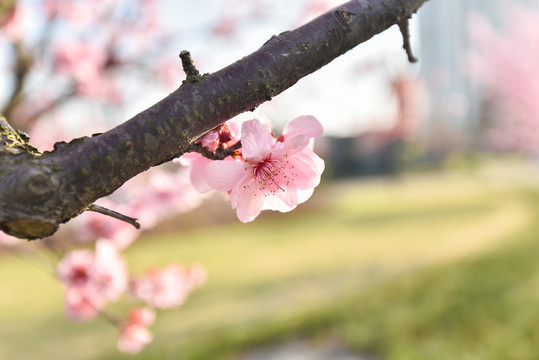 一朵小花