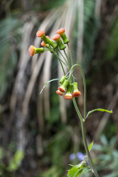 野茼蒿