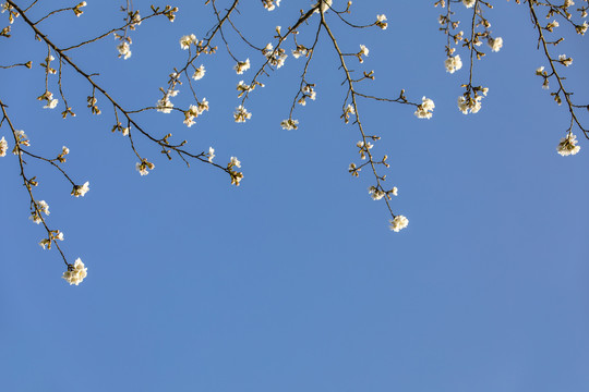 仰拍蓝天樱花