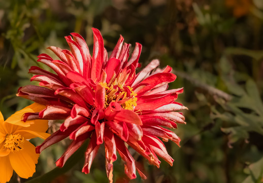 百日菊