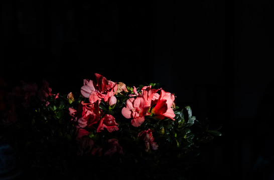 茶花