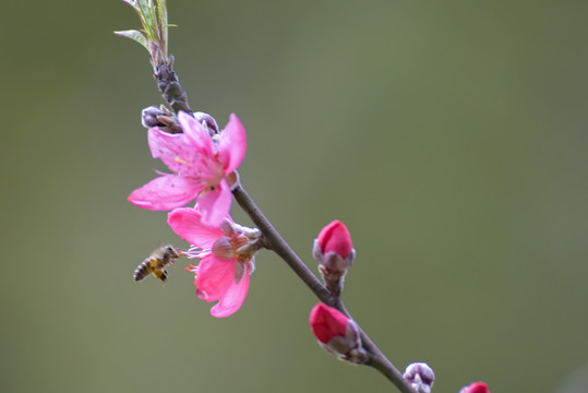 高清桃花