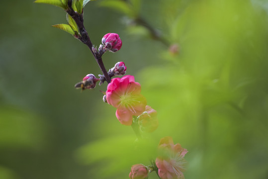 高清桃花