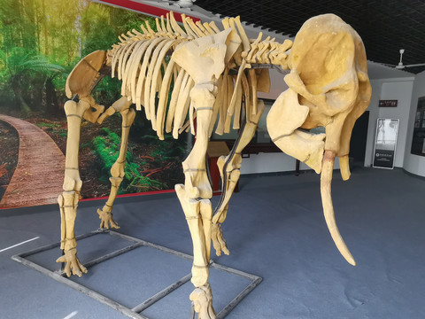 大象骨骼化石