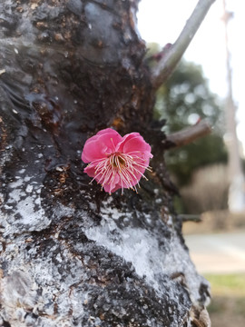 树干桃花开