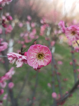 桃花花蕊特写