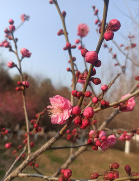 桃花花苞