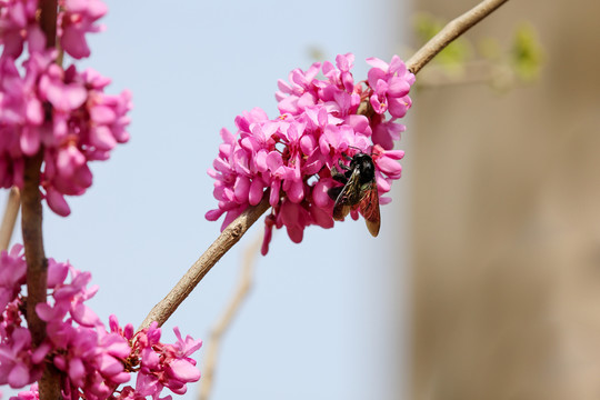 长木蜂