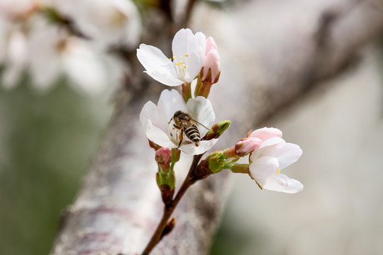 蜜蜂