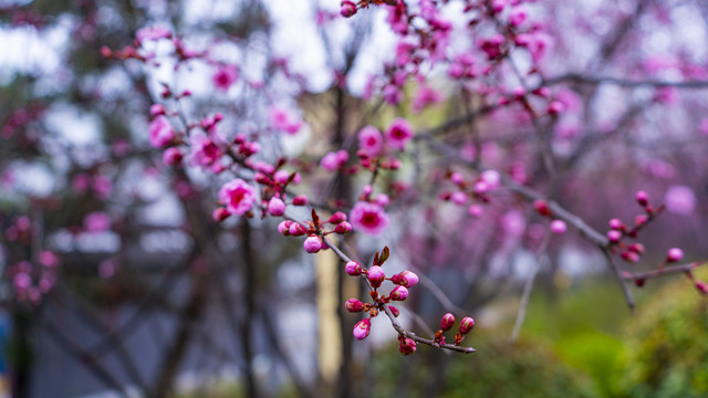 梅花特写