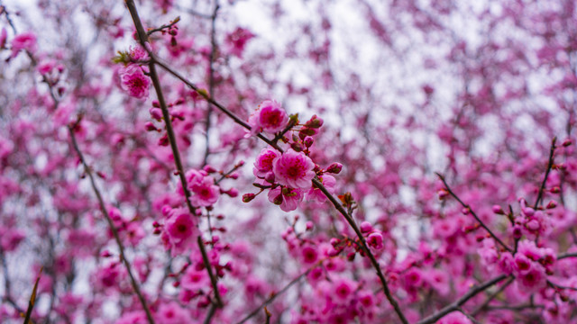 梅花