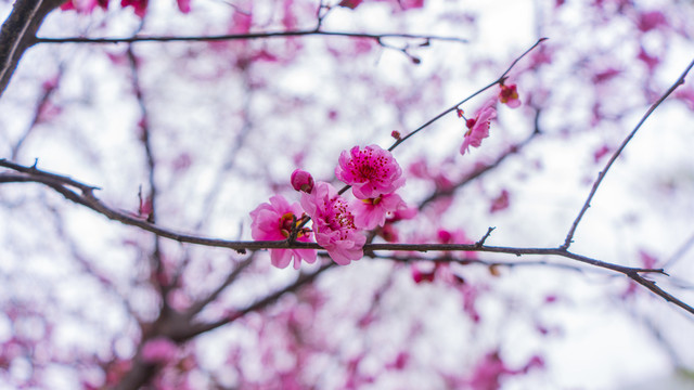 梅花