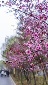 梅花