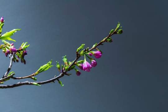 盛开的樱花