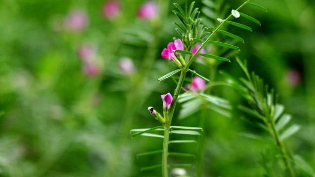 野豌豆