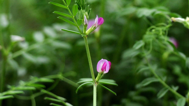 野豌豆