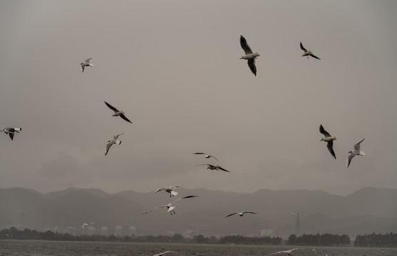 一群海鸥