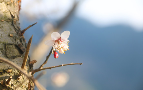 春天的梅花